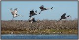 Sandhill Cranes @ Paynes Prairie