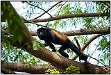 Howler monkey at Laguna de Masaya