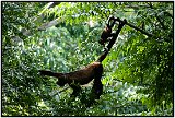 Howler monkey at Laguna de Masaya